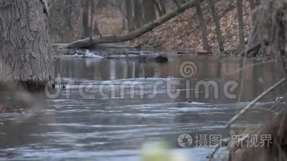 森林中的小河流在深秋阴天视频