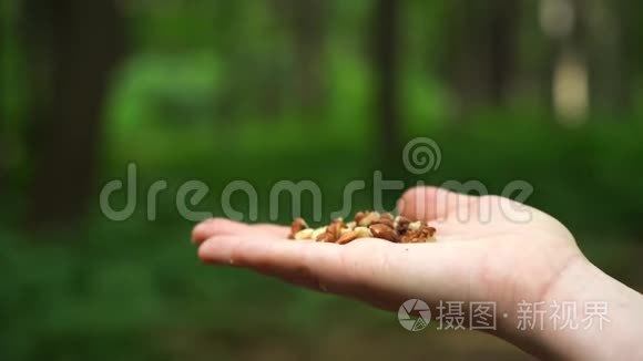 慢动作山雀在森林里，手拿种子