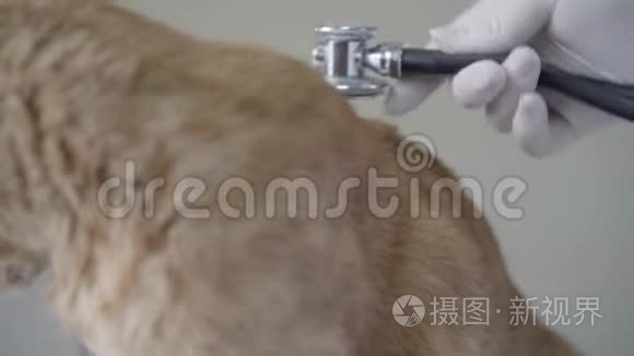 兽医医生用听诊器闭上戴手套的手，倾听姜猫呼吸。 动物