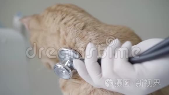 兽医医生用听诊器检查姜猫呼吸`戴手套的手。 动物