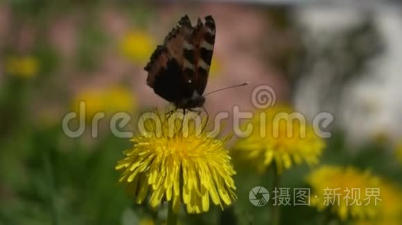 蝴蝶从蒲公英中起飞