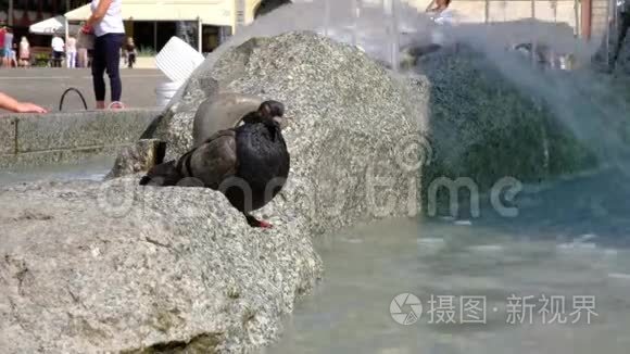 鸽子坐在城市喷泉特写的石头上视频