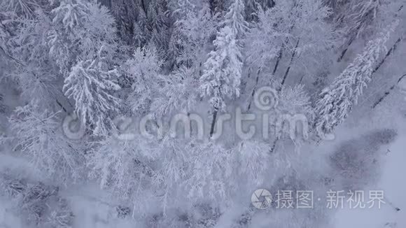 一堆树在雪地里视频