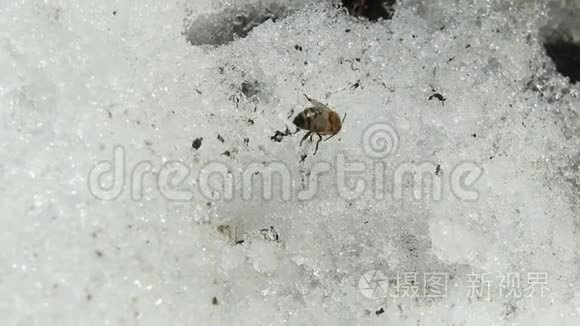 蜜蜂坐在雪地里视频