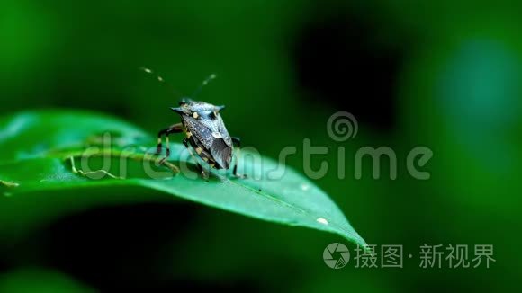 天然盾牌虫站在绿叶上视频