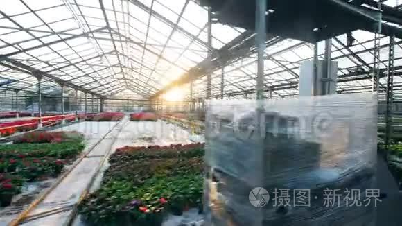 生长在温室里的大型花卉种植园视频