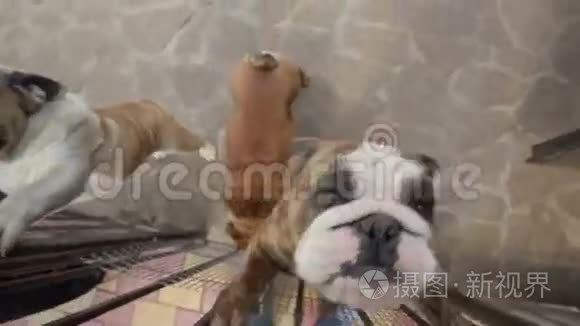 快乐的英国斗牛犬在镜头上跳跃视频