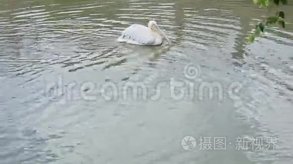 大野白在湖中清洁羽毛的全景视频