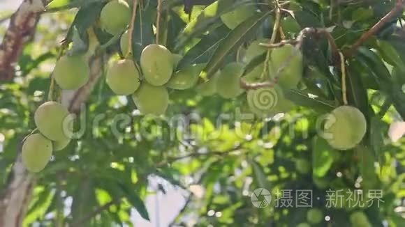 特写风用绿芒果摇动大树枝视频