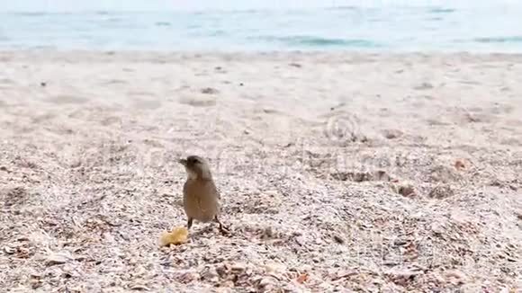 麻雀在海边吃面包屑视频