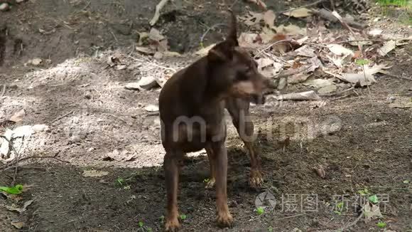 迷你犬谁挖掘泥土视频