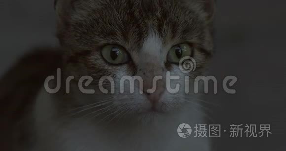 一只猫的特写镜头