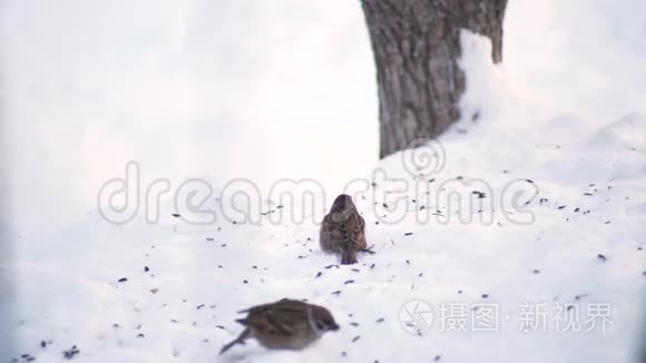 麻雀啄雪视频