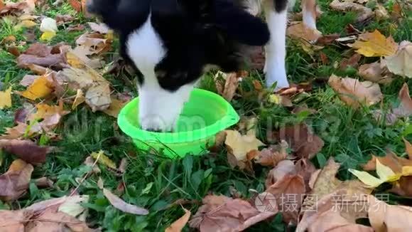 公园里的狗饮水视频