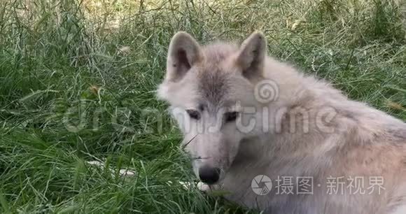 北极狼，犬狼疮苔原，女性肖像，实时