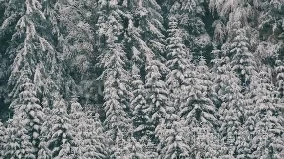 美丽的，白色的，狂野的白雪覆盖的树梢。 喀尔巴阡山十月，高原第一场雪