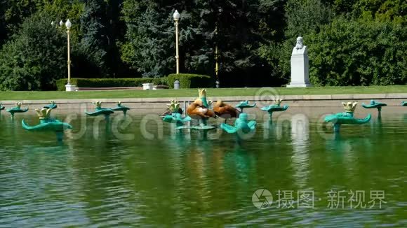 俄罗斯莫斯科2019年8月鸭子在池塘上的公园里清理羽毛，背景是喷泉。