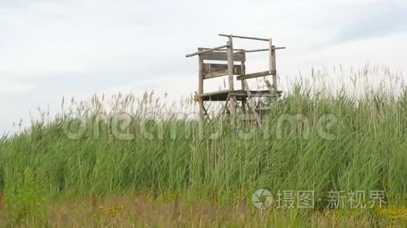 高大的草地和芦苇中的木制望塔视频