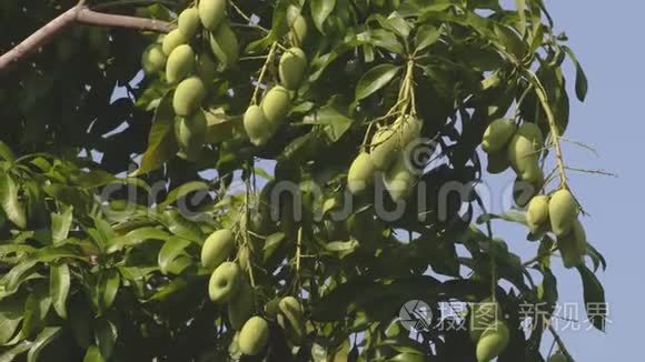 绿色的芒果树在风中视频