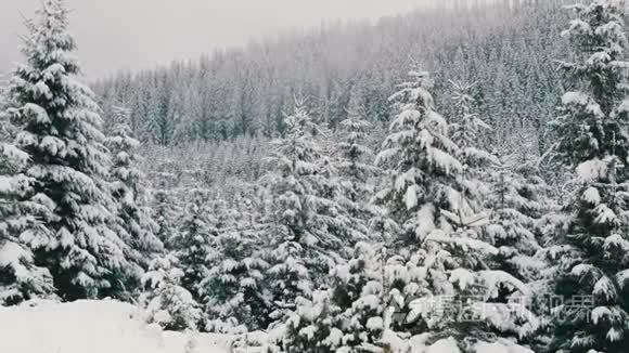 美丽的，白色的，狂野的白雪覆盖的树梢。 喀尔巴阡山十月，高原第一场雪