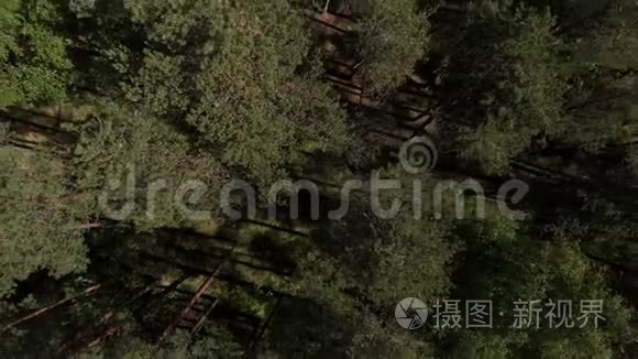 鸟瞰美丽`绿林航拍.. 空中观景4K.. 照相机飞过针叶林. 这就是