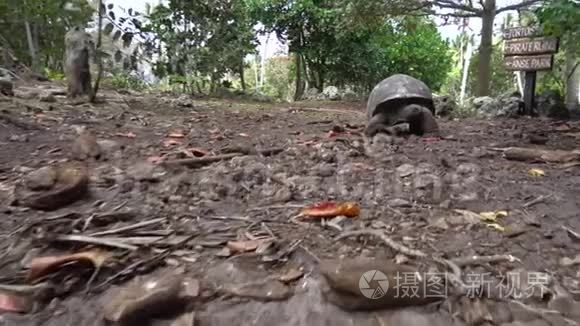 生活在岛上的老海龟视频