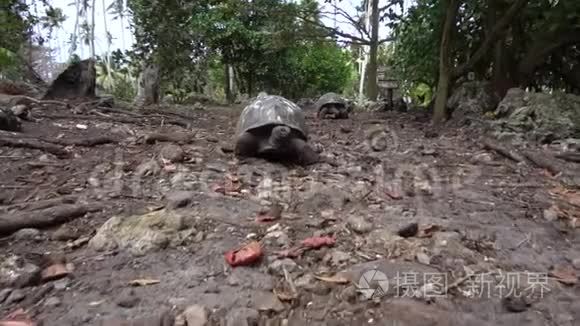 生活在岛上的老海龟视频