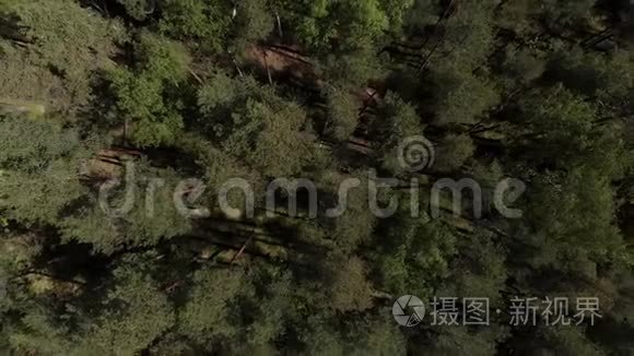 鸟瞰美丽`绿林航拍.. 空中观景4K.. 照相机飞过针叶林. 这就是