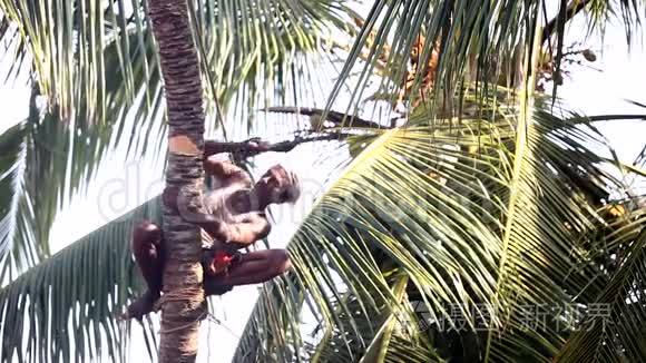人蹲着舔棕榈树的树干试图击倒视频