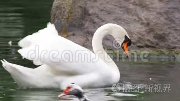 天鹅在水下缓慢觅食视频