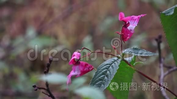 冬林中紫粉色的娇嫩野花视频