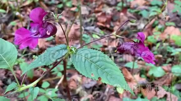 冬林中紫粉色的娇嫩野花视频