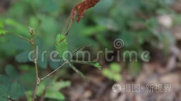 含羞草视频