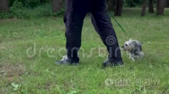 约克郡的一只小狗带着主人走。 漫步在绿色的草地上