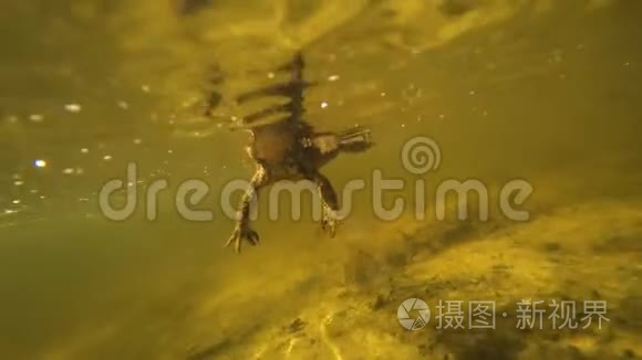 水下的蟾蜍在照相机后面游动视频
