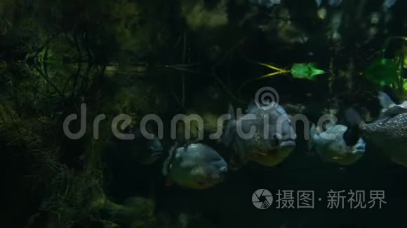 皮兰哈鱼在热带雨林河的水下游泳。