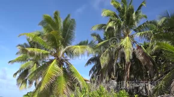 顶天立海的棕榈树视频