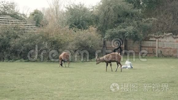 动物园里的鹿死视频