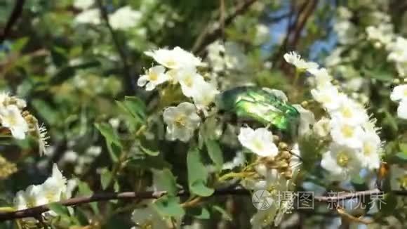 雪莓灌木丛中的玫瑰视频