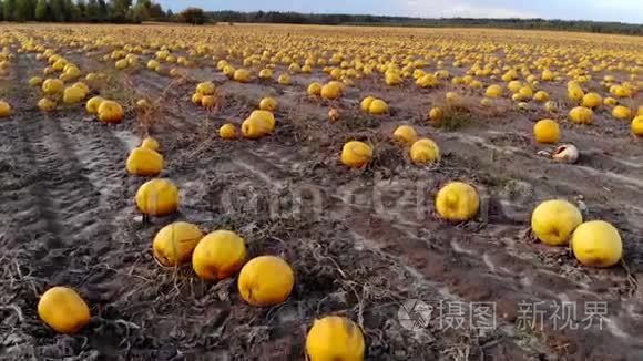 鸟瞰成熟的南瓜躺在地上的田野视频