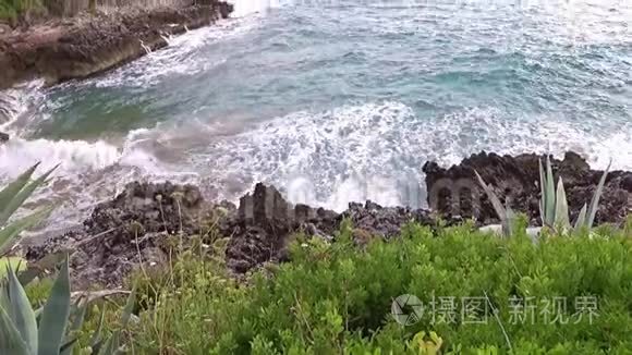 地中海沿岸的灌木丛视频