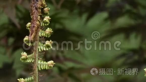 生长在长长的绿色线上的毛蕨视频