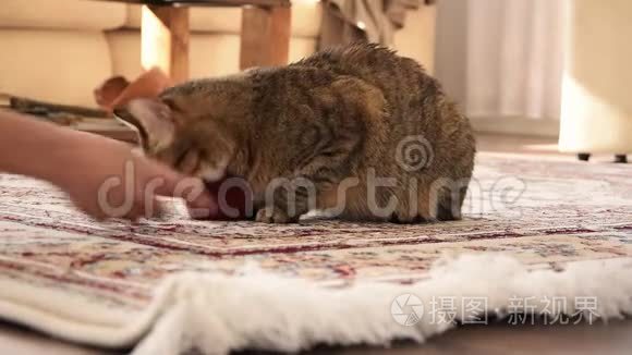 欧洲家猫在地毯上玩耍视频