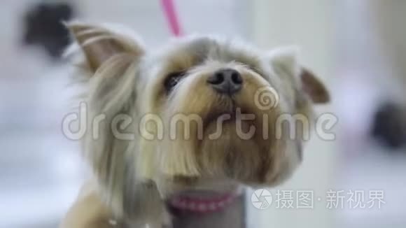 可爱的小约克郡猎犬梳着金属梳子在新郎。 专业的动物发型和造型。 可爱