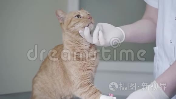 医生双手用橡胶手套检查坐在手术台上的姜猫。 动物有