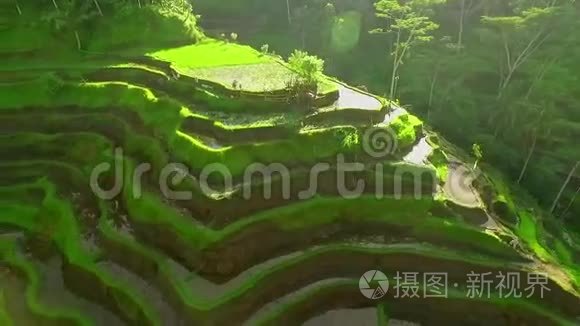 印尼巴厘岛稻田空中圈，绿色稻田