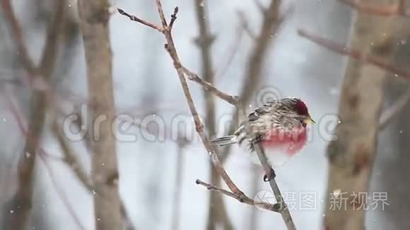 雪中常见的红污染视频