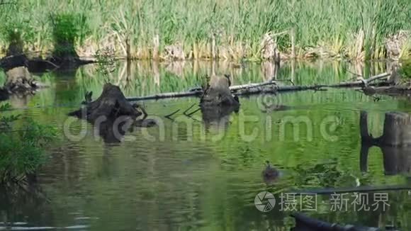 鸭子在池塘里游泳