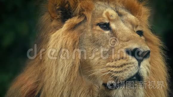 狮子脸肖像视频