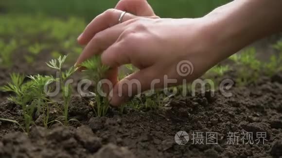 特写女孩的小胡萝卜。 小女孩的特写`双手从地上抽出了多余的小胡萝卜